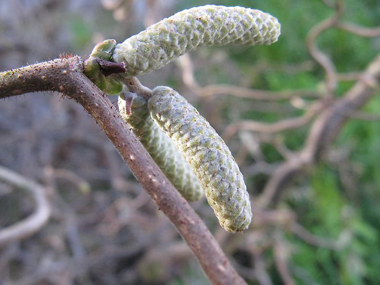 Closeup of the catkins Hazel, catkins