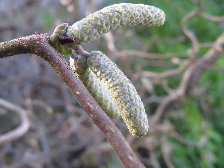 Hazel, catkins