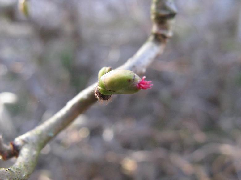 Closeup of a new bud and flower Hazel, shoots, with flower