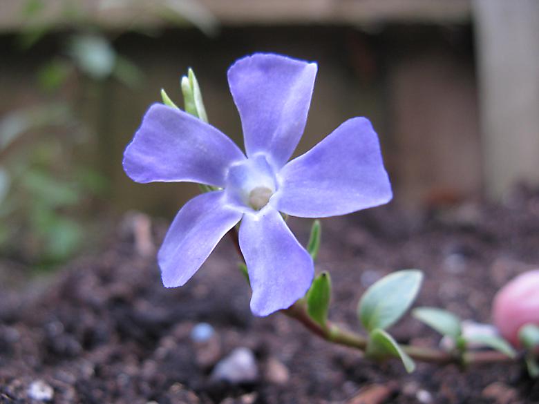 periwinkle flower