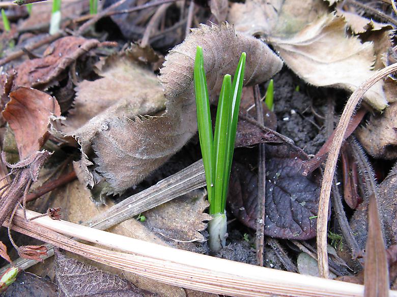 crocus