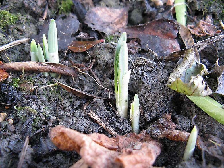 daffodils