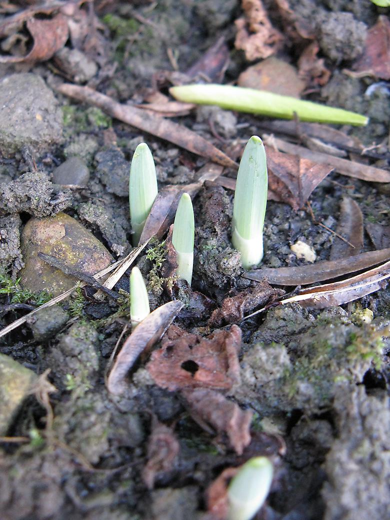 daffodils