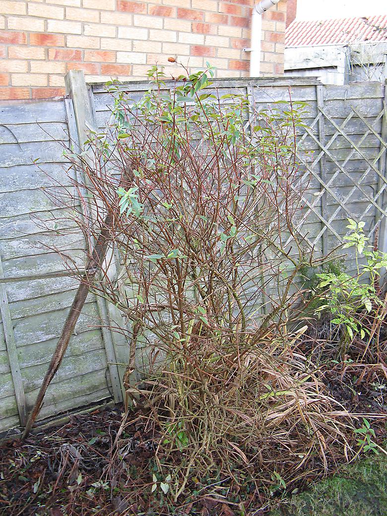 Ater cutting back shrub trimmed