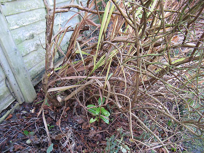 Tangled mess on the lower part shrub lower