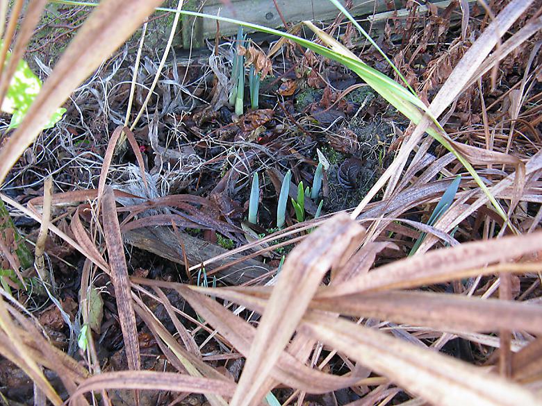 Daffodils in left border daffodils