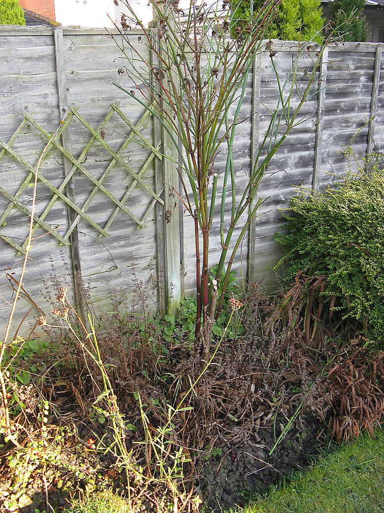 pheasant berry bush