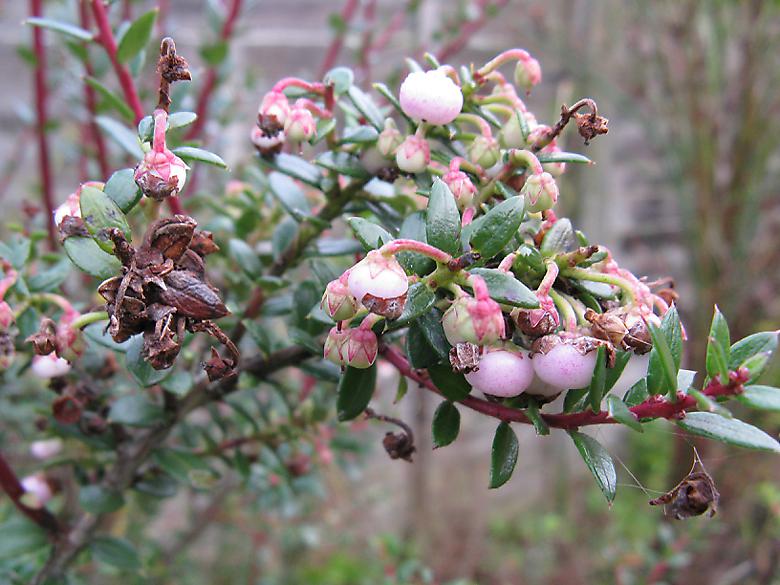 Flowers on bush