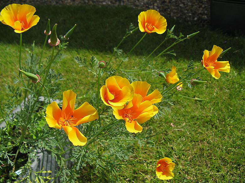 Photo 5332 californian poppy