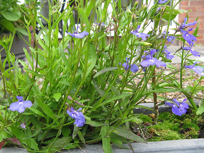 Photo 5384 lobelia