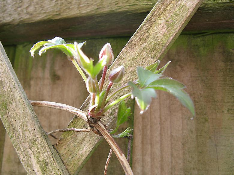 Clematis with flower buds Photo 4501