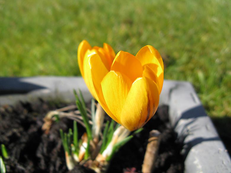 Crocus in flower. Photo 4400