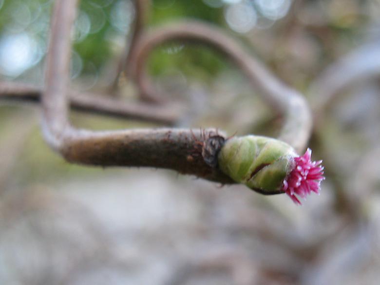 Hazel Flower Photo 4432