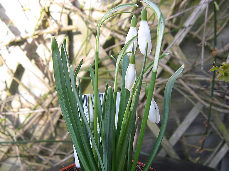 snowdrops Photo 4426