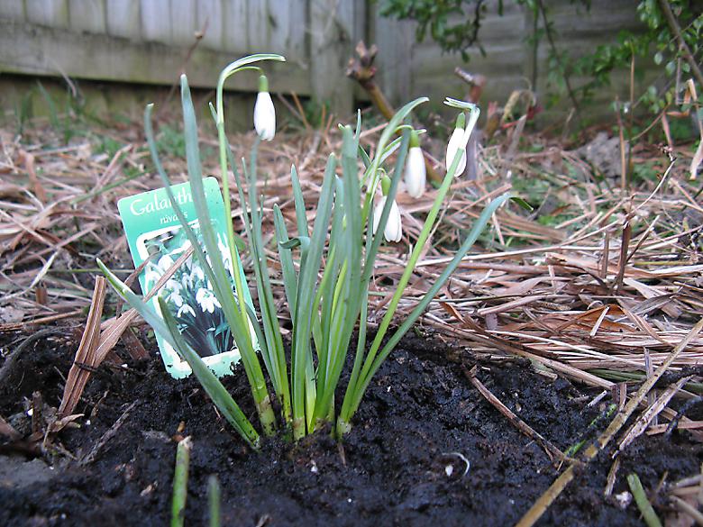 Snowdrops Photo 4428