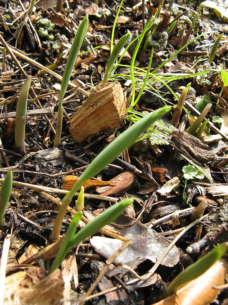 Polygonatum Photo 6203