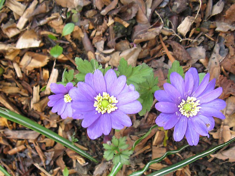 Anemone blanda Photo 6204