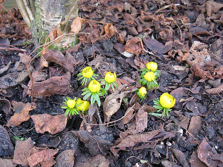 winter aconite