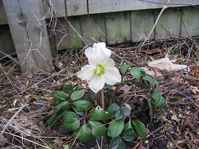 hellebore