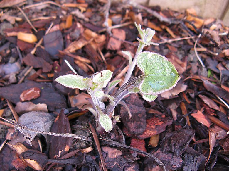 Brunnera