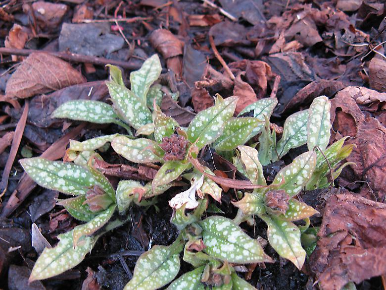 Pulmonaria