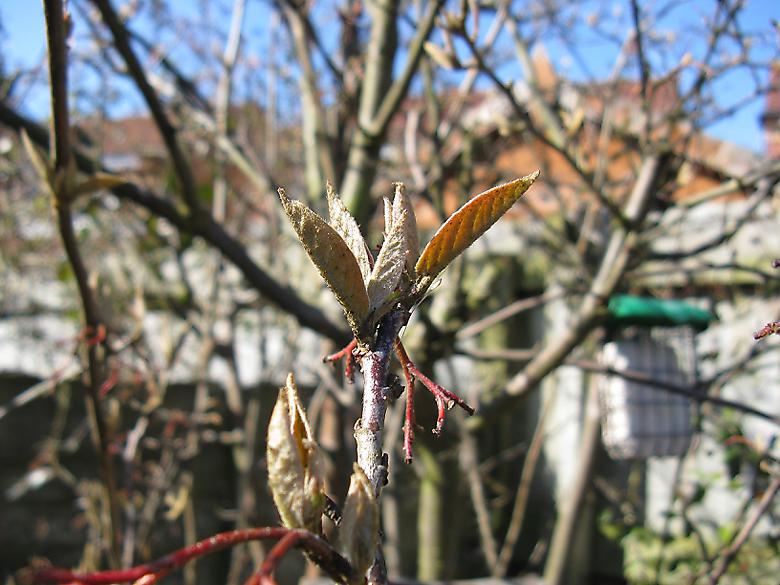 cotoneaster new leaves