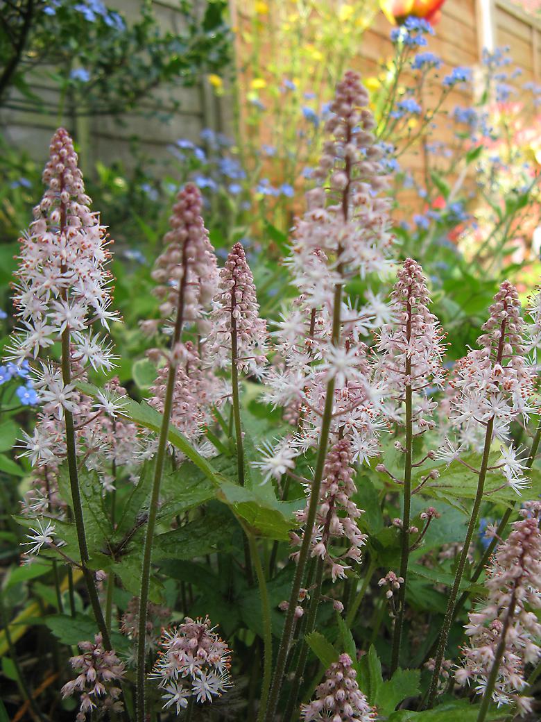 Tiarella